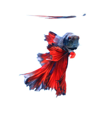 Red siamese fighting fish, betta fish isolated on black background.