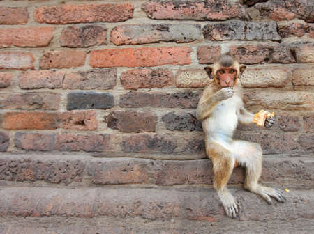 monkeys are curious,Lopburi, Thailand.
