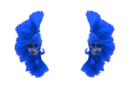 Blue dragon couple siamese fighting fish, betta fish isolated on white background.の写真素材