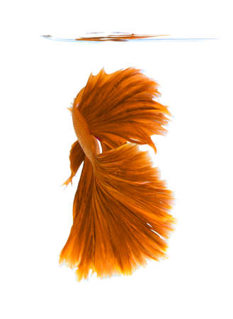Orange siamese fighting fish, betta fish isolated on white background.の写真素材