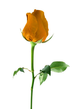 Orange rose isolated on white background.の写真素材