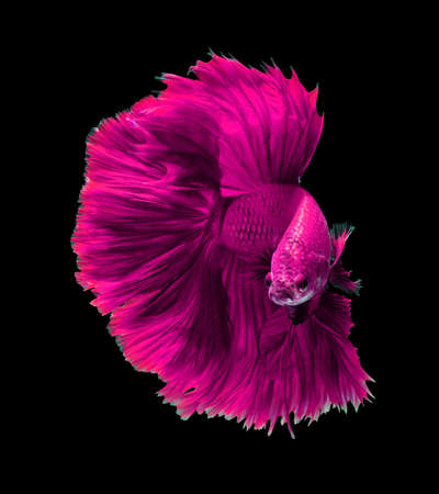 Pink dragon siamese fighting fish, betta fish isolated on black background.の写真素材