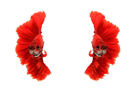 Red dragon siamese fighting fish, betta fish isolated on white background.の写真素材