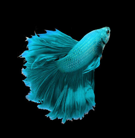 Blue dragon siamese fighting fish, betta fish isolated on black background. 
