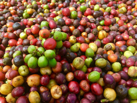 Colorful raw coffee beans closeup background.