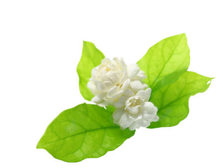 Jasmine flower on white background.の写真素材