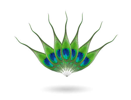 Peacock feather eye ,Feather lotus design isolated  on white background.の写真素材