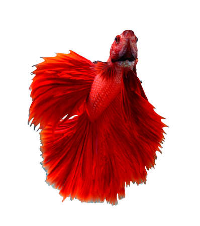 Red dragon siamese fighting fish, betta fish isolated on white background.の写真素材