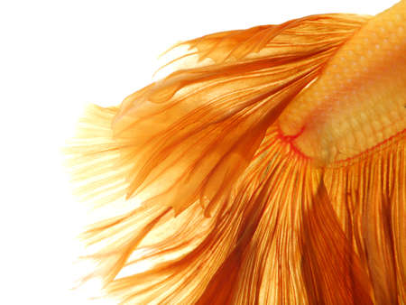 Orange siamese fighting fish, betta fish isolated on white background.の写真素材
