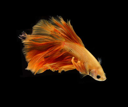 Orange siamese fighting fish isolated on black background.Copy space black background.の写真素材