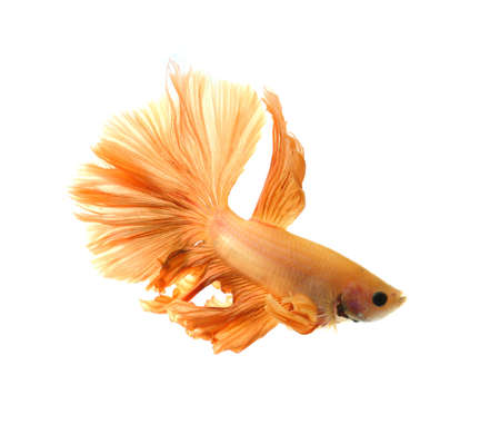 Orange siamese fighting fish, betta fish isolated on white background.