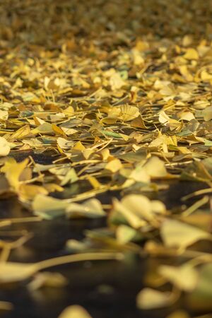 Bright colorful background of yellow leaves. The lower and upper parts of the photo are blurred, the center is in focus. Vertical frameの写真素材