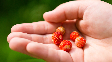 on the child's arm tasty strawberriesの写真素材