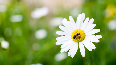A Bud of chamomile with a bee collecting nectarの写真素材