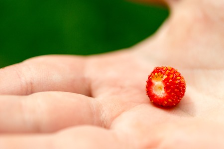on the child's arm tasty strawberriesの写真素材