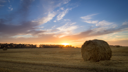 Scene with hay rolls on meadow.Beautiful landscape. Agricultural field. Round bundles of dry grass in the field against the blue sky. Bales of hay to feed cattle in winterの写真素材