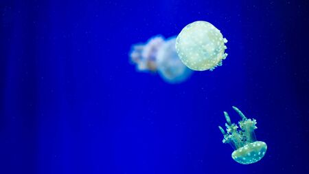 A glowing blue jellyfish against a deep blue background