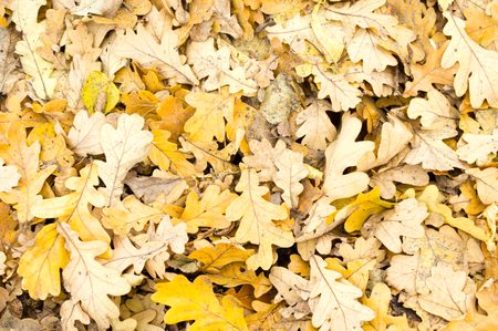fallen oak leavesの写真素材