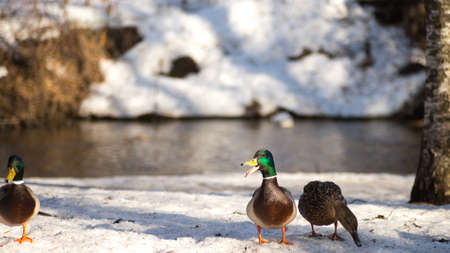 ducks walking on spring snowの写真素材