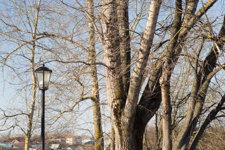 street lamp standing near tree in Parkの写真素材
