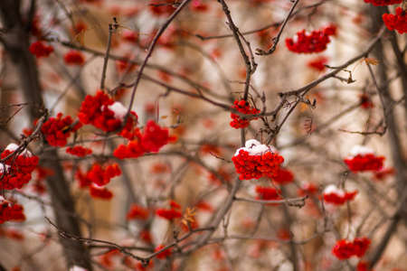 a winter snowy rowan background