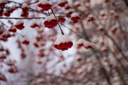 a winter snowy rowan background