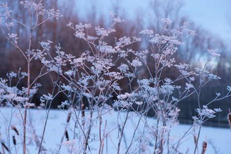 Frozen angelica in the cold winter