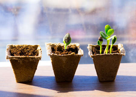 three different sizes of plantsの写真素材