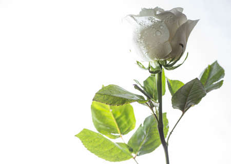 white rose on white backgroundの写真素材
