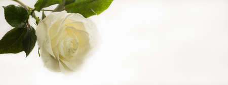 white rose on white backgroundの写真素材
