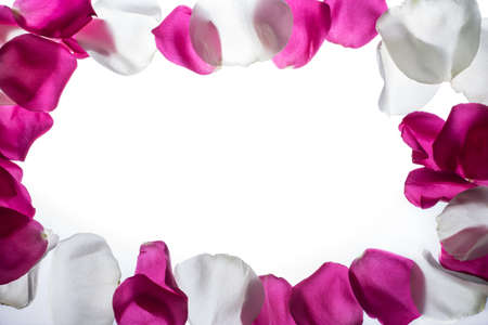 magenta and white rose petals backgroundの写真素材