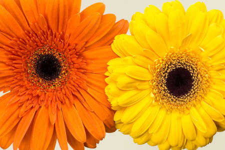 orange and yellow gerberas in macroの写真素材