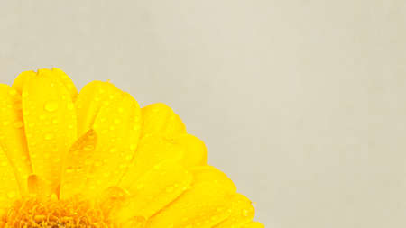beautiful bright yellow gerbera in macroの写真素材