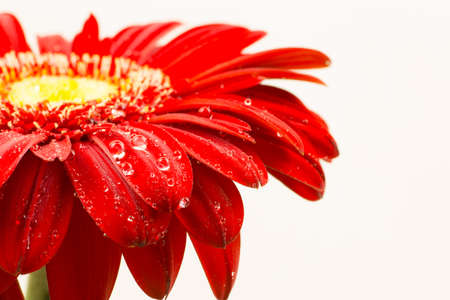 beautiful bright red gerber in macro