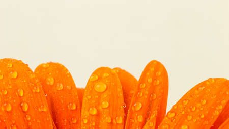 beautiful bright orange gerber in macroの写真素材