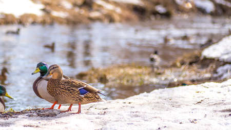 ducks walking on spring snowの写真素材