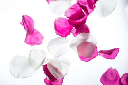 red and white rose petals backgroundの写真素材