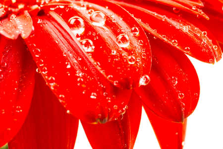 Beautiful bright red gerber in macroの写真素材