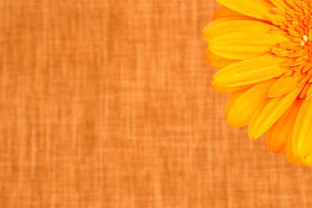 Beautiful bright orange gerber in macroの写真素材