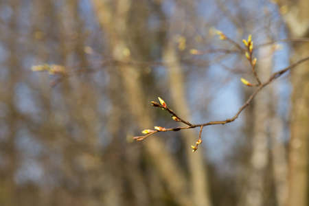 The first spring gentle leaves, buds and branches