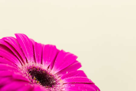 beautiful bright pink gerber in macroの写真素材