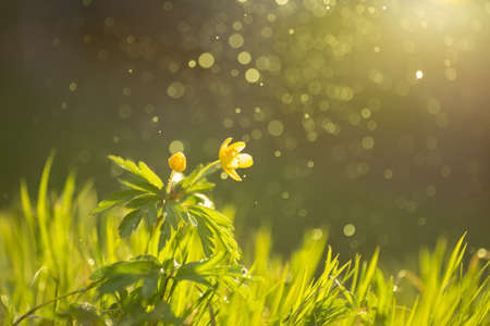 Wild flower buttercup with sunshine shallow dof and flying water particle.の写真素材