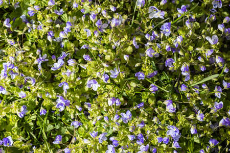 Meadow plant background: blue little flowers, natureの写真素材