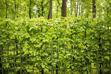 Alley in Park Summer Garden, St.Petersburg Russiaの写真素材