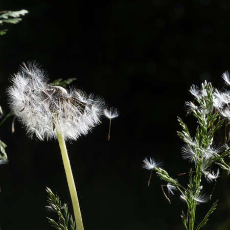 Dandelion seeds in the morning sunlight blowing away on a black background.の写真素材