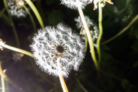 Dandelion seeds in the morning sunlight blowing away on a black background.