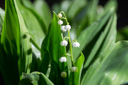Beautiful lily of the valley flowers in green blur bokeh nature background, spring concept.