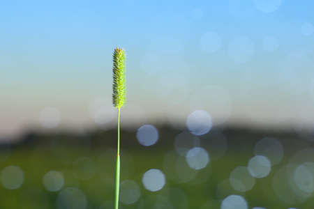 The spike of meadow grass growing out alone at night in the moonlight.の写真素材