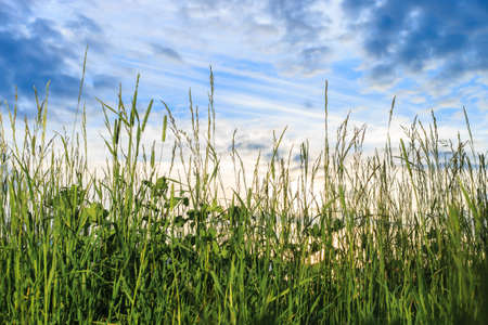 Fresh dewy green grass at sunrise. Nature background.の写真素材