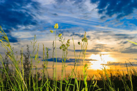 Fresh dewy green grass at sunrise. Nature background.の写真素材